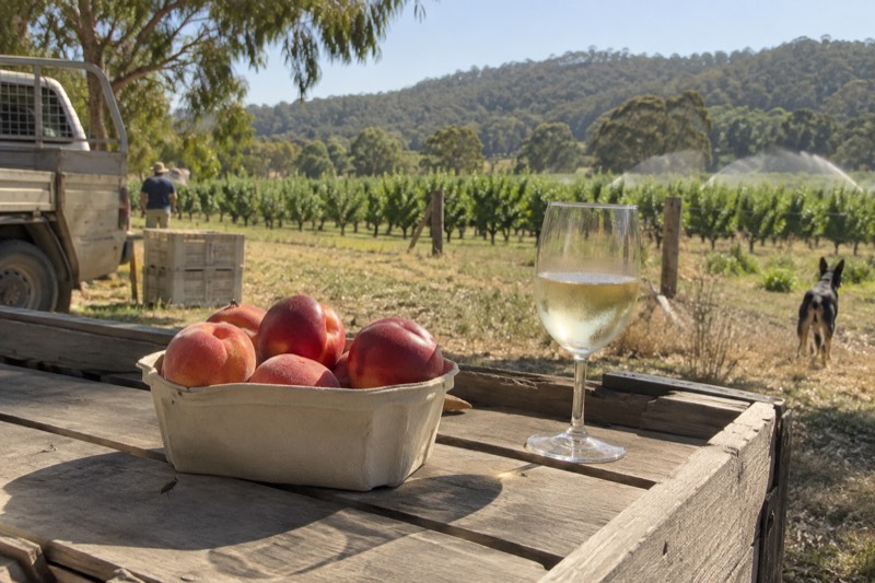 Yarra Valley Wine Tour from Melbourne - Choc, Gin & Good Times