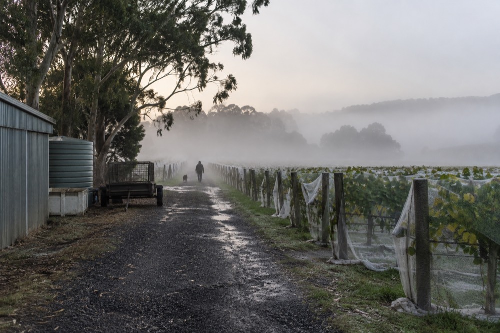 Vine rows on a cool morning with mist settled low over the valley floor