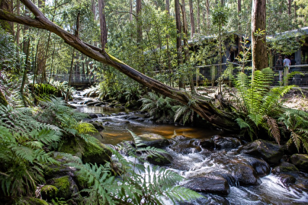 A creek running through dense bushland with ferns along the banks
