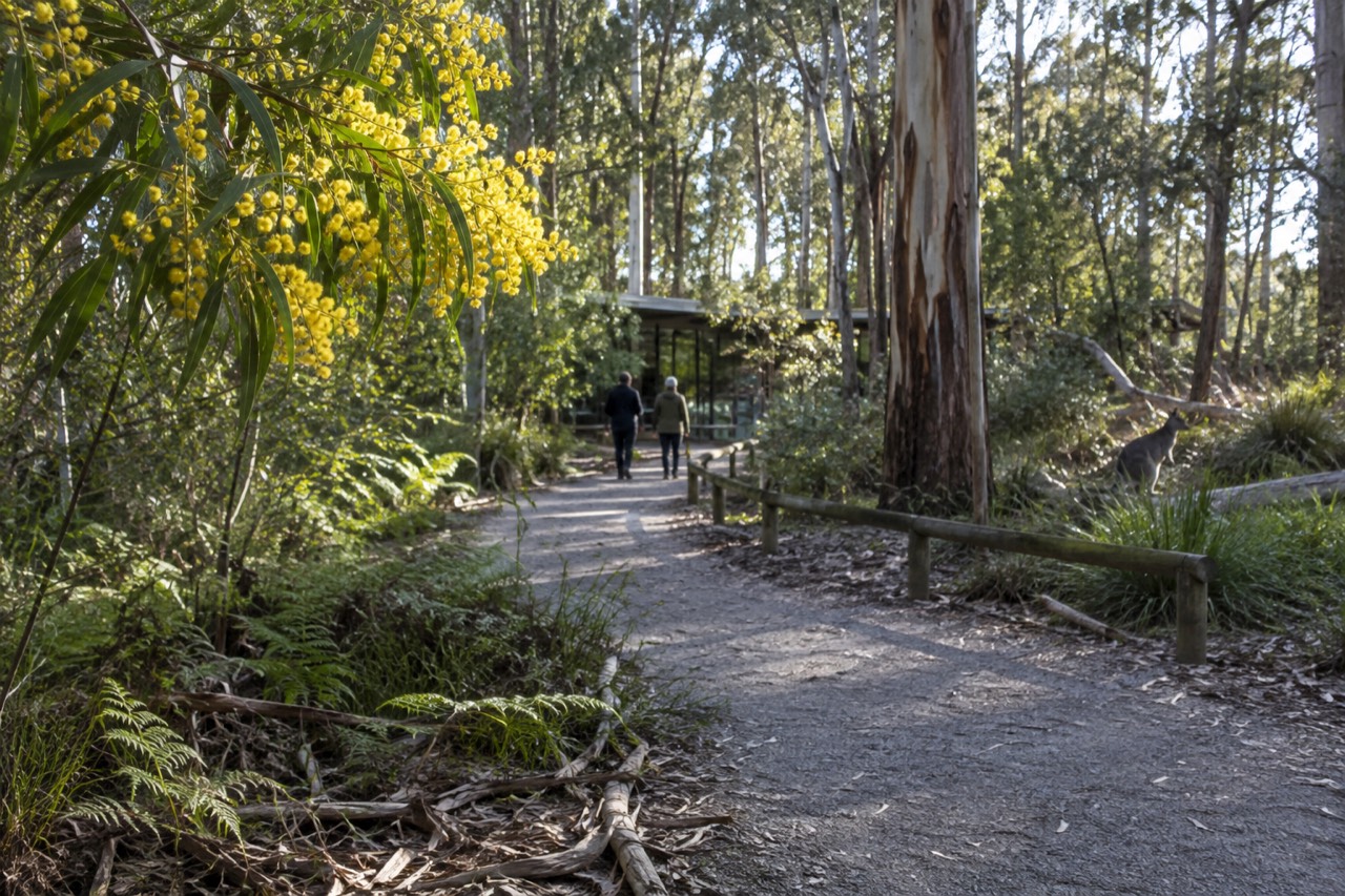 Australian native forest with eucalyptus trees and a bushland walking path