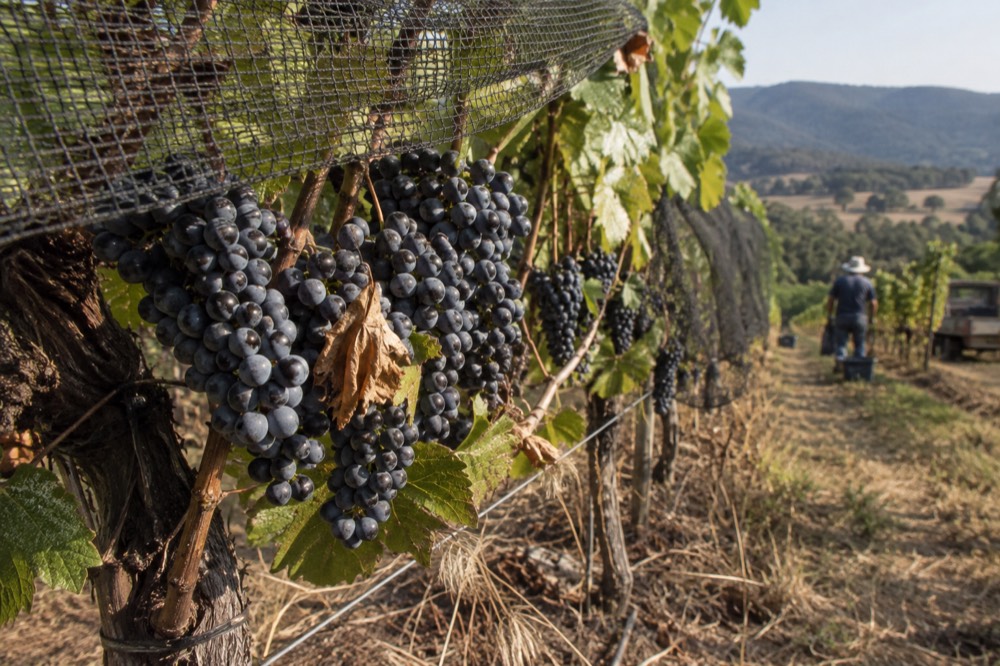 Close view of pinot noir grape clusters on the vine before harvest