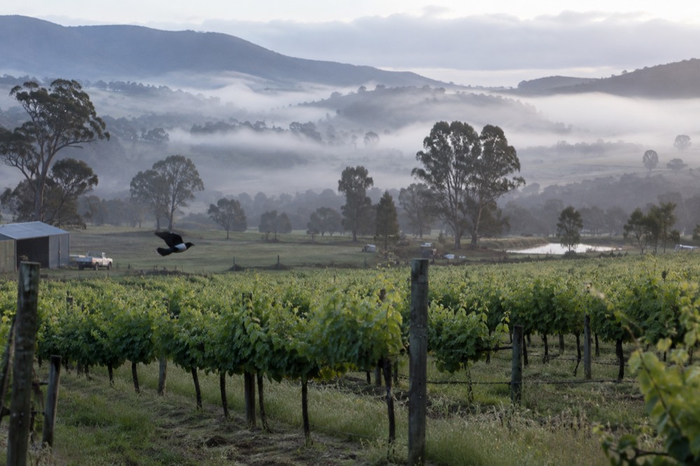 Vineyard rows in early morning light with low cloud over the valley