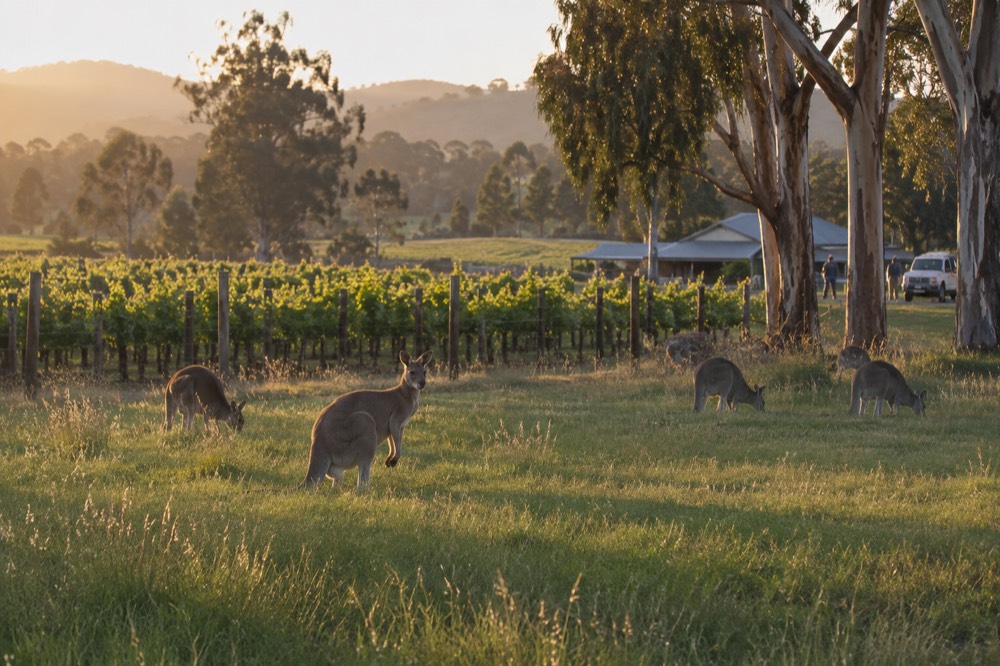 Kangaroos grazing in a grassy paddock near trees in late afternoon light
