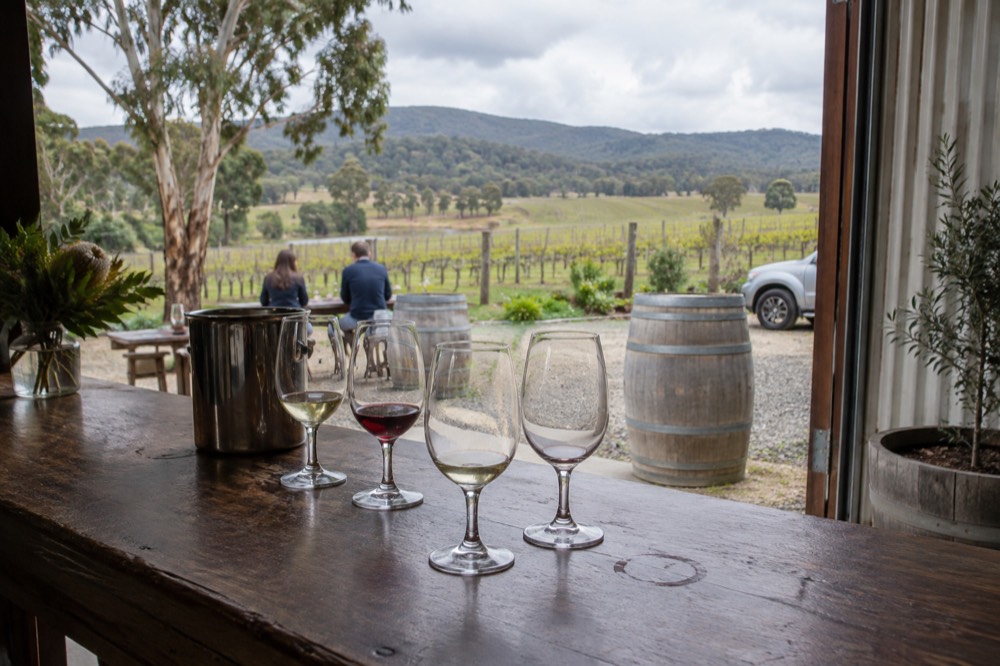 Tasting glasses arranged on a wooden bar with a spit bucket and open vineyard behind