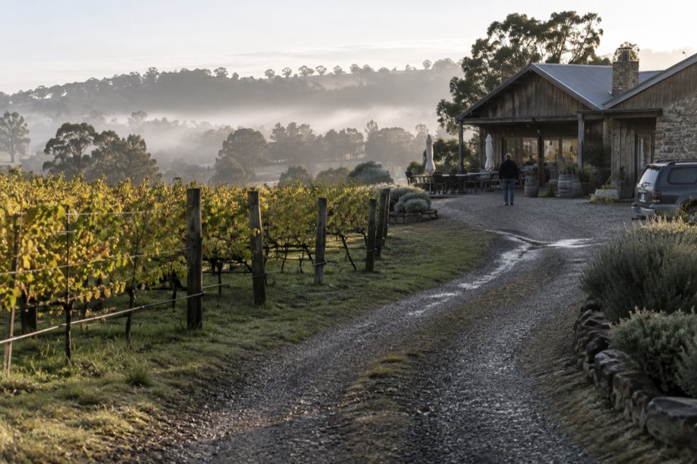 A gravel lane curving between vineyard rows toward a rustic cellar door building