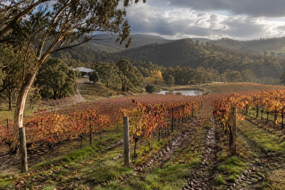 Autumn vines with red and orange leaves stretching toward hills in the distance