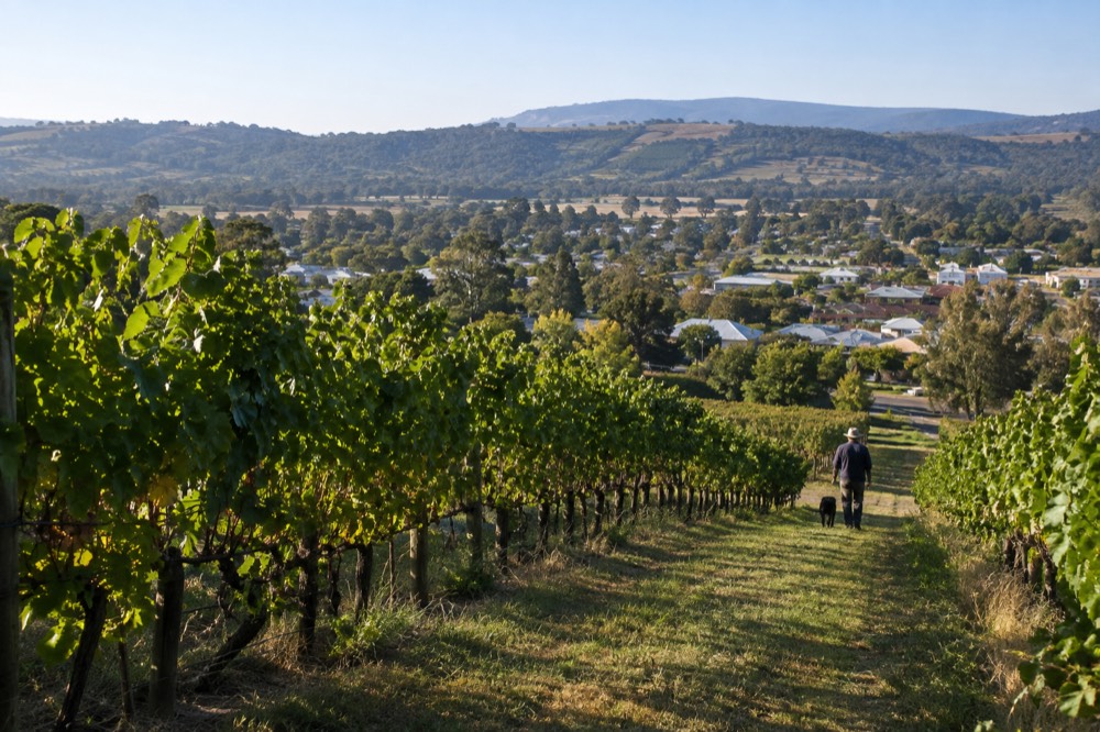 Vineyard rows running toward a small country township nestled among green hills