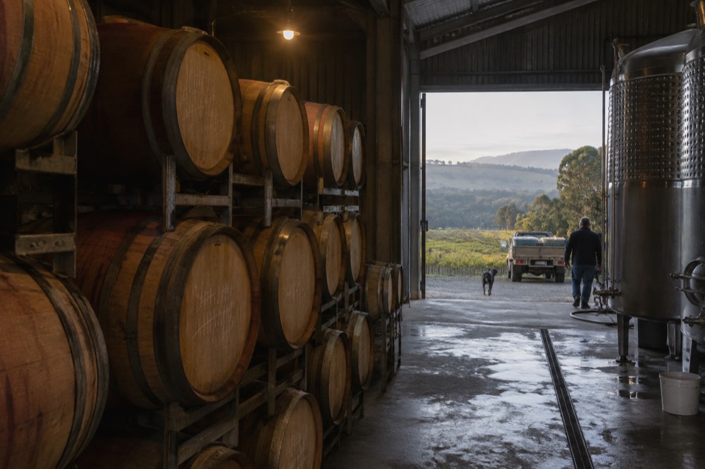 Rows of oak wine barrels stacked in a dim winery barrel hall