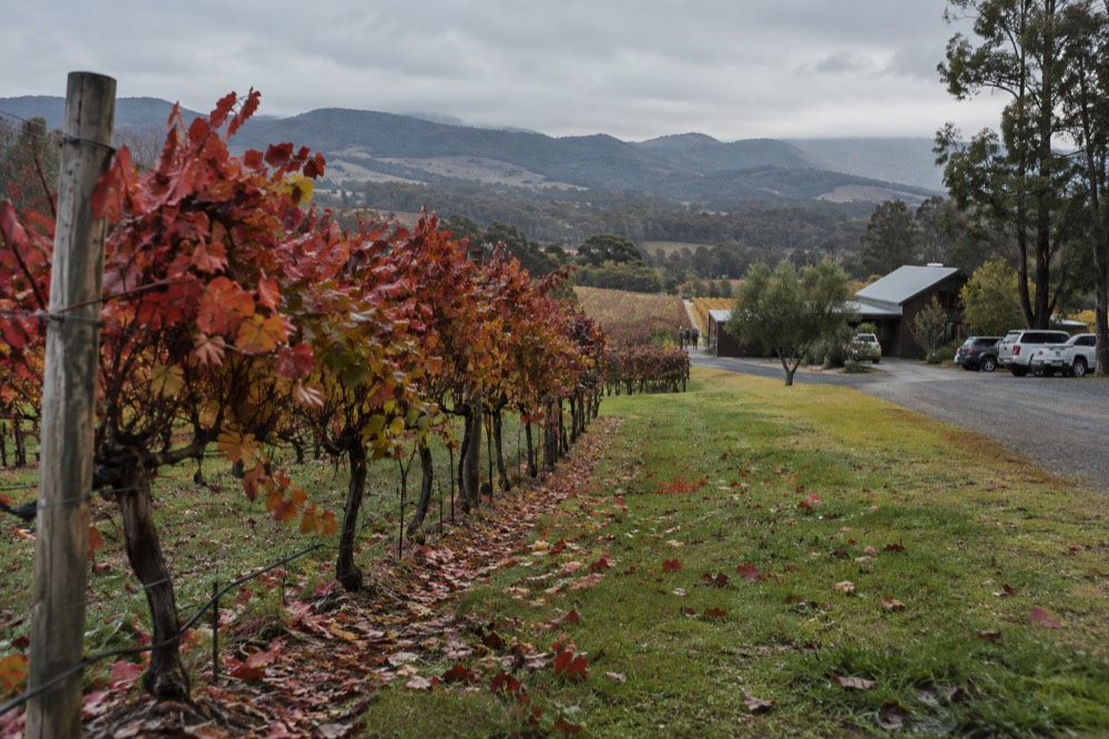 Grapevines with reddening autumn leaves along a valley row