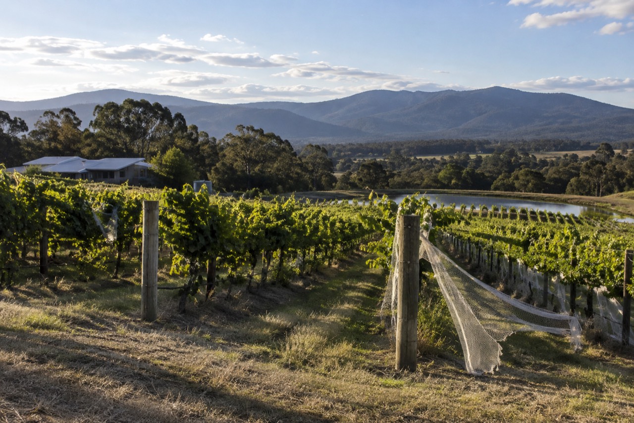 Rows of grapevines on a sloping hillside with distant blue mountains under an open sky