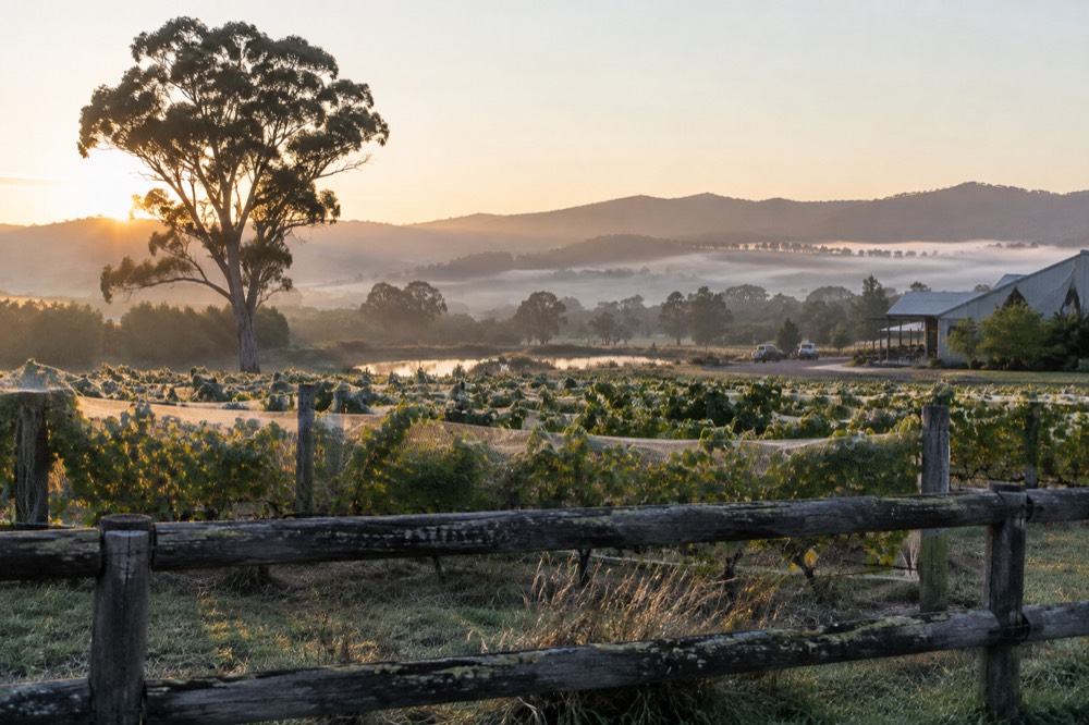 Vineyard rows on a Yarra Valley estate with a rustic fence and morning light over the hills