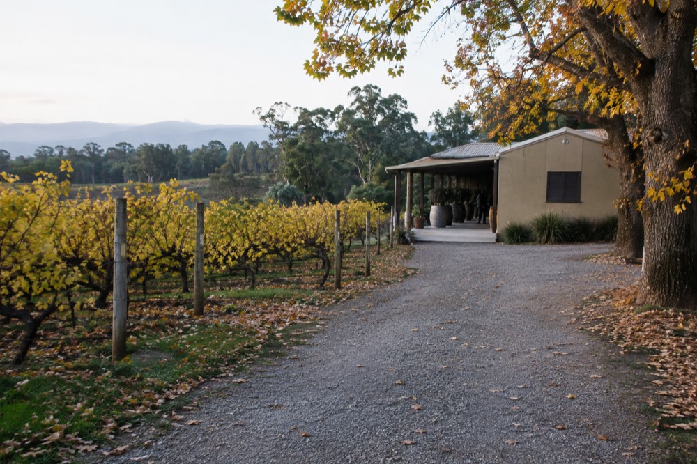 A cellar door building among vines with a gravel path leading to the tasting room entrance