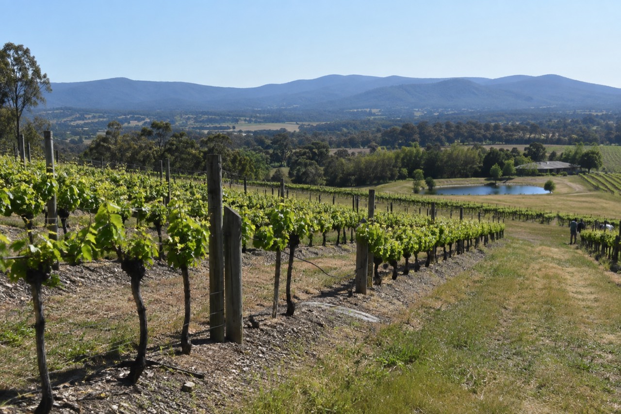 Rows of grapevines on a sloping Yarra Valley hillside with distant blue mountains under a clear sky