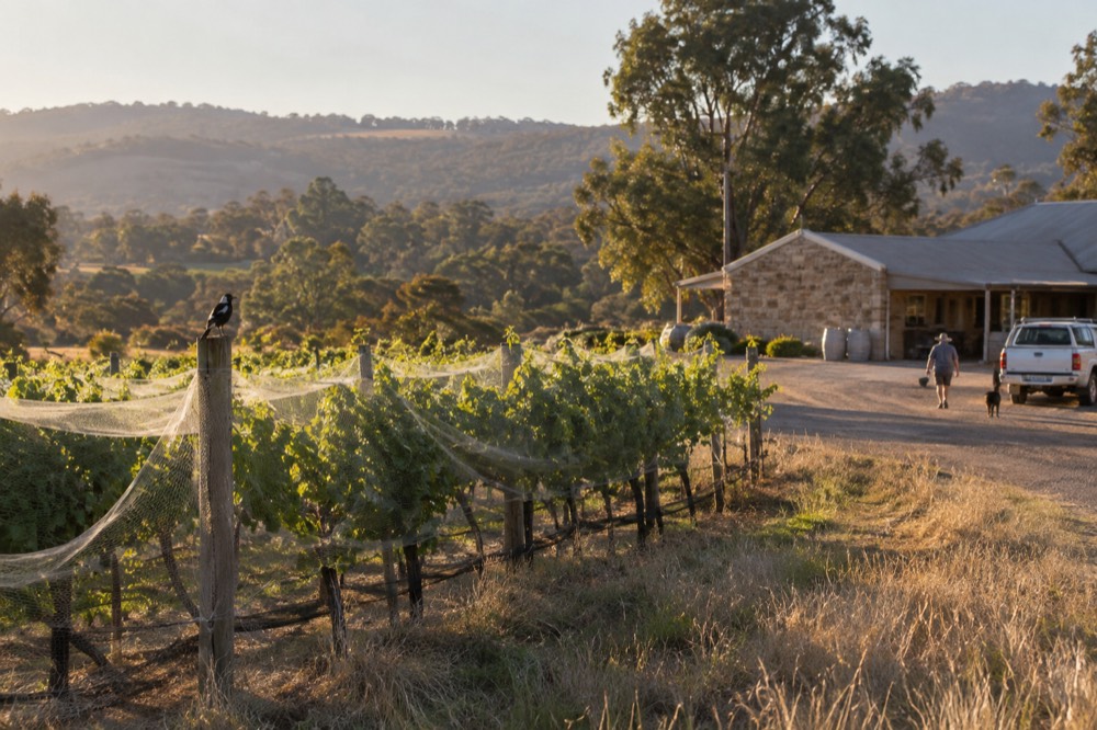 Vineyard rows in late afternoon light with a low stone winery building behind them