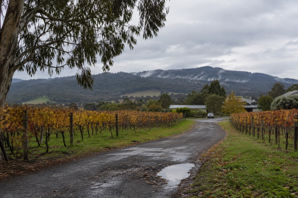 A quiet country road winding between vineyards and low hills