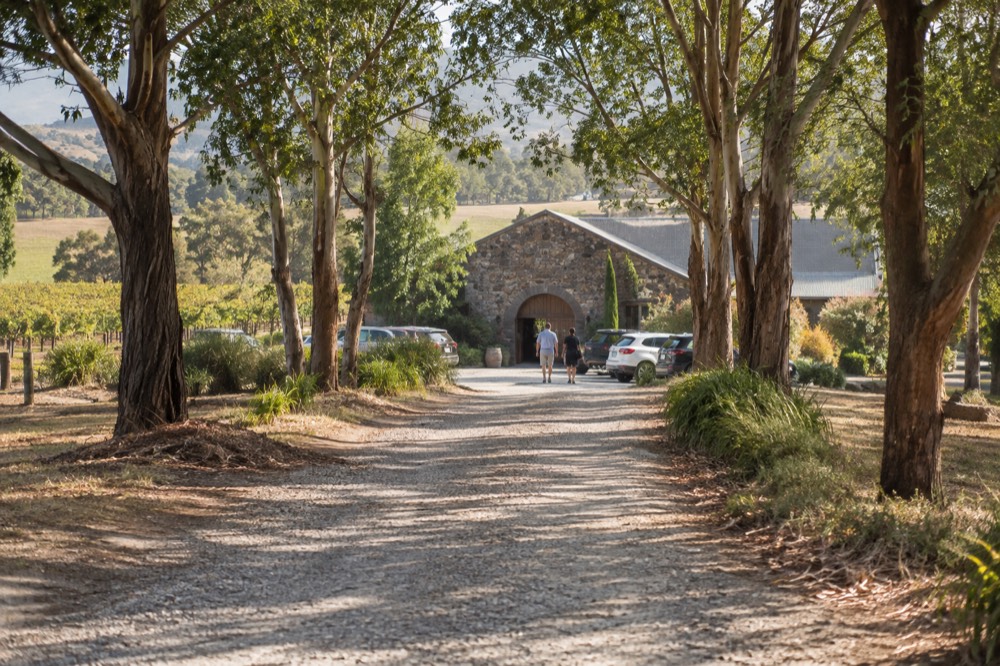A dark green vineyard driveway lined with elm trees leading to a stone cellar door building