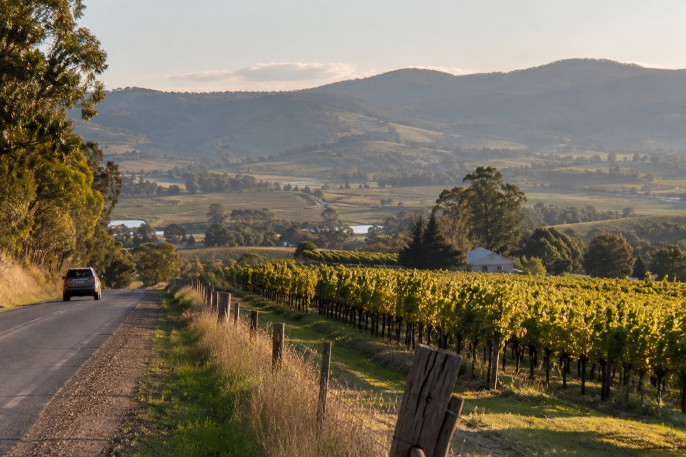 A valley road curving between vineyards toward hills in late afternoon light