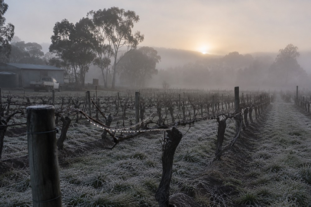 Frost and low fog over bare winter vineyard rows at dawn