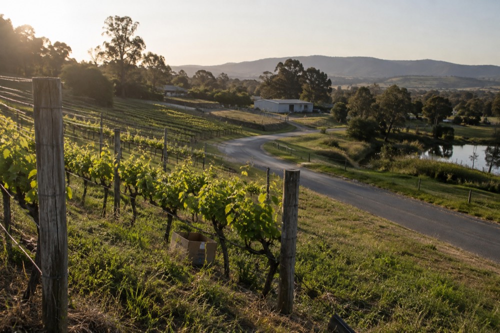 Vineyard rows on a hillside with a country road curving between them