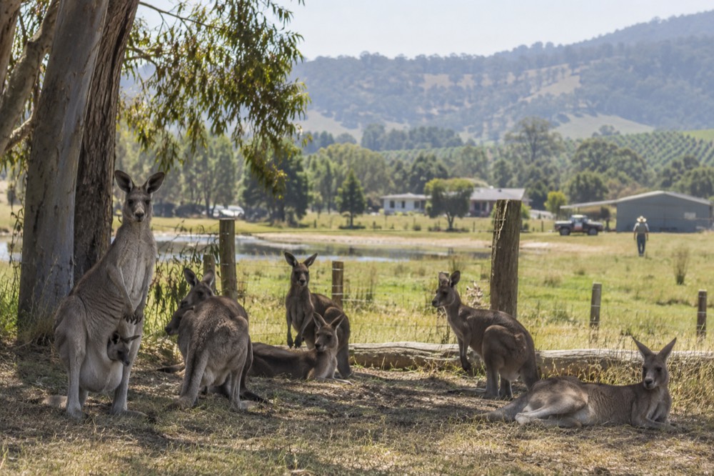 A mob of kangaroos resting beside a rural fence line with vineyard hills in the distance