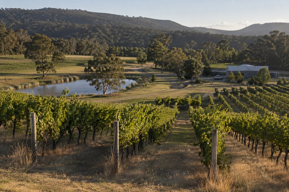 Afternoon light across vineyard rows with hills in the distance