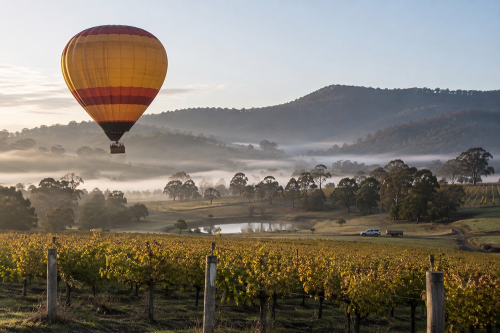 A hot air balloon drifting above vineyards in early morning light