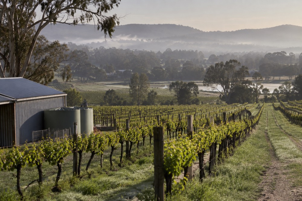 Vineyard rows on the valley floor with hills rising behind them