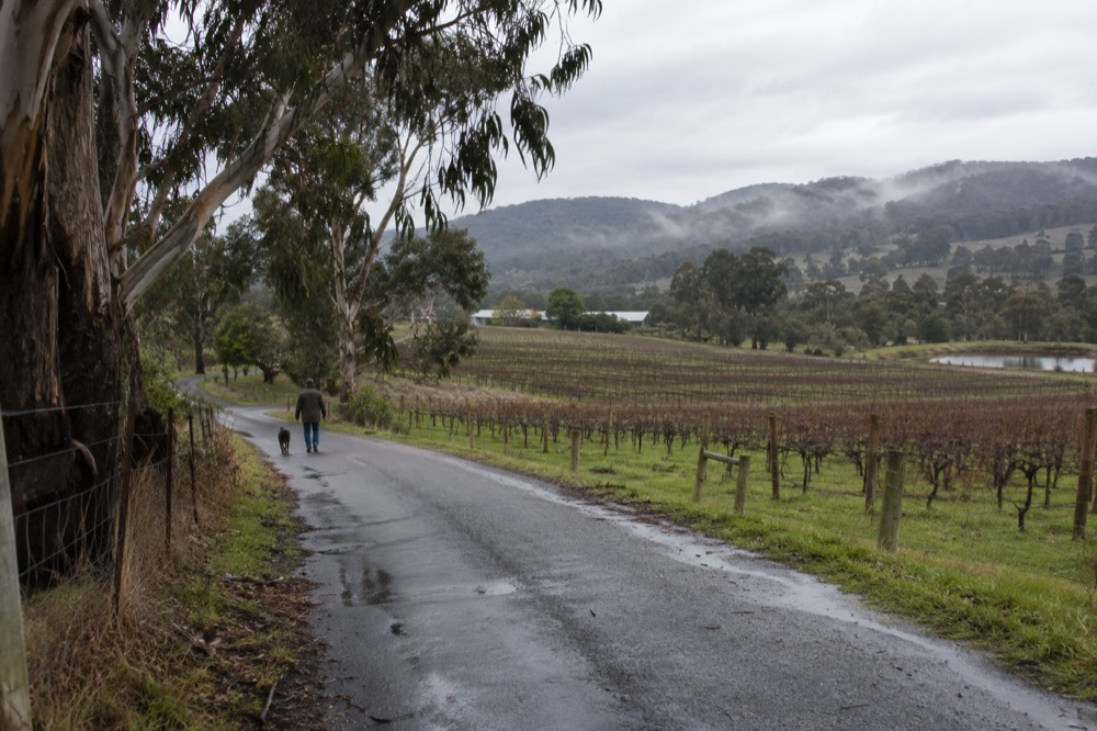 A quiet country road winding between vineyard rows in the upper valley